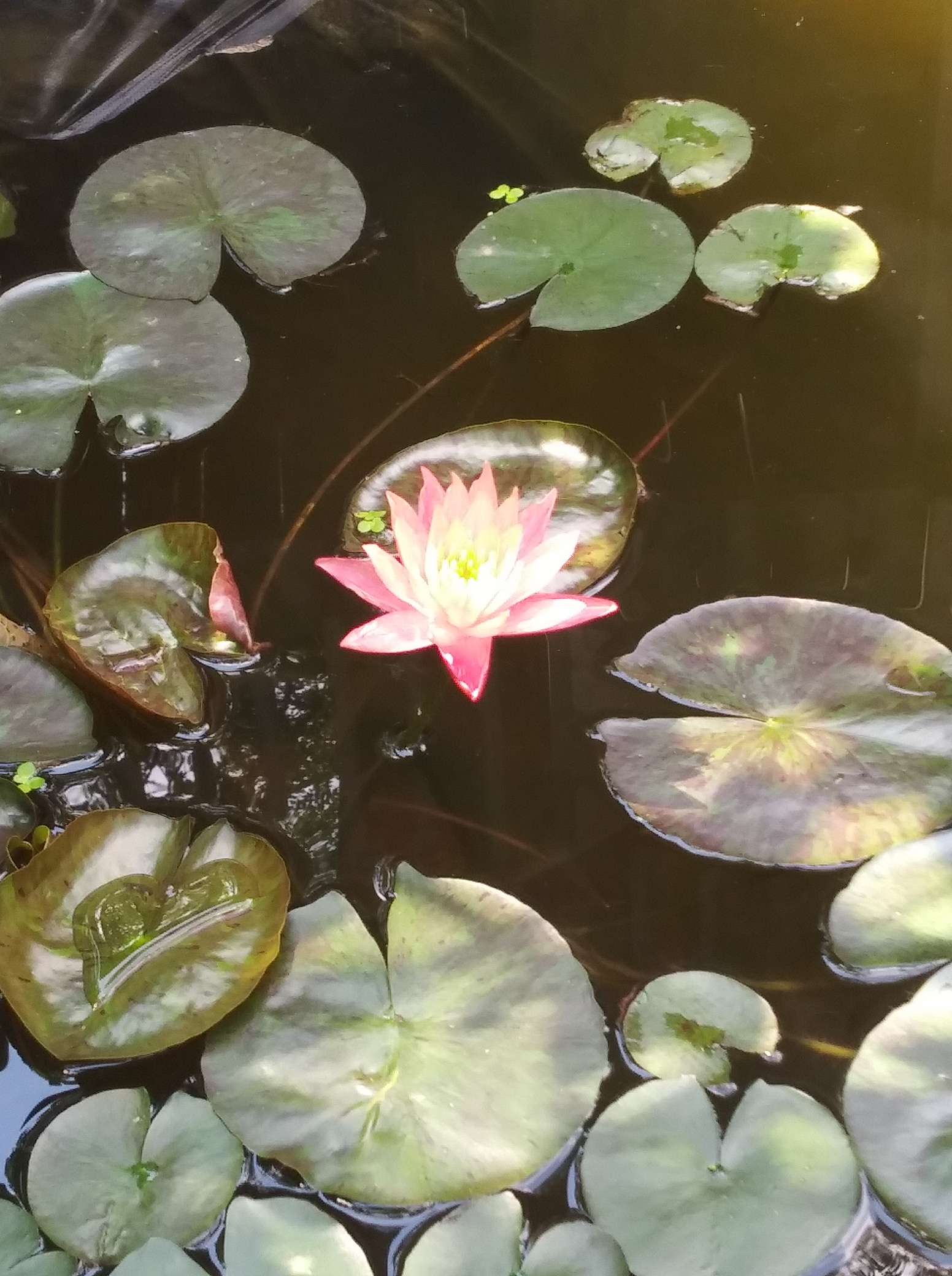 20200705_120640_resized