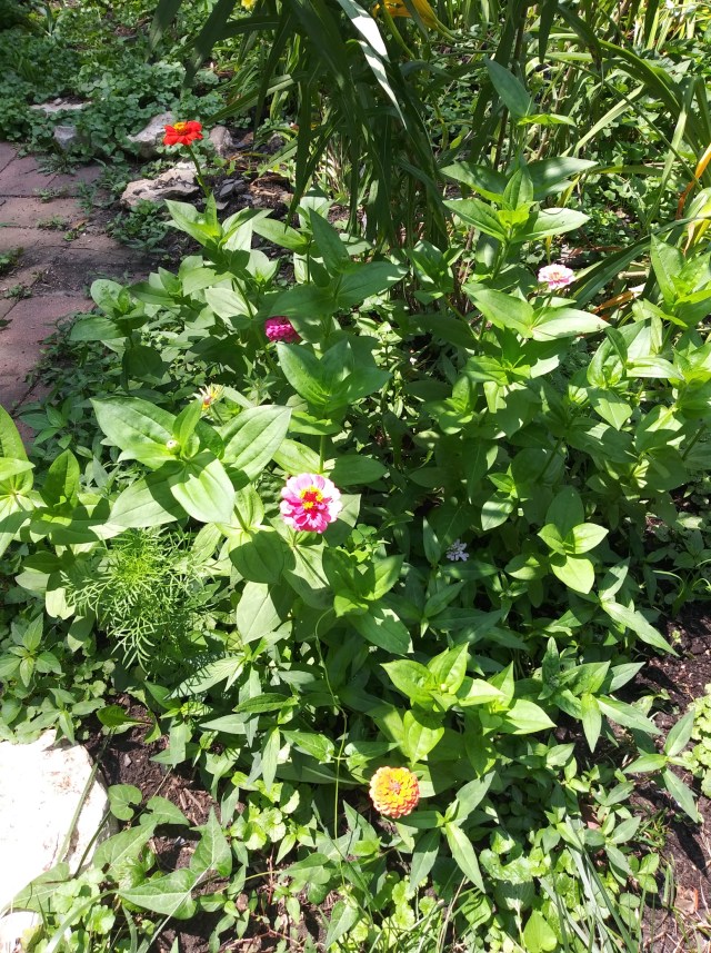 20200705_120740_resized